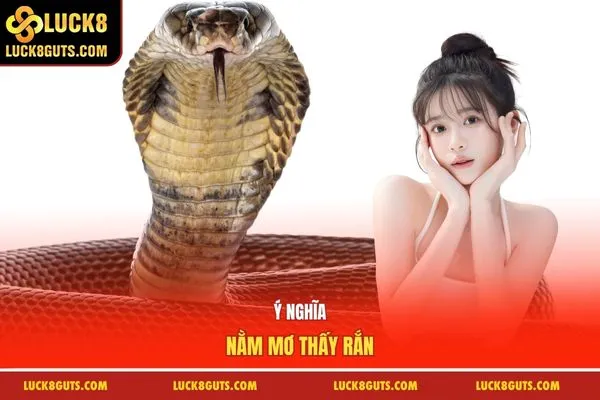Nằm Mơ Thấy Rắn - Ý Nghĩa Tâm Linh Và 69 Con Số May Mắn 5 Ý nghĩa nằm mơ thấy rắn